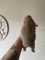 Leviathan , a male Olde English Bulldogge for sale in Seguin, TX – 3 of 4