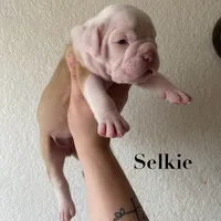 Selkie, a female Olde English Bulldogge for sale in Seguin, TX – 2 of 4