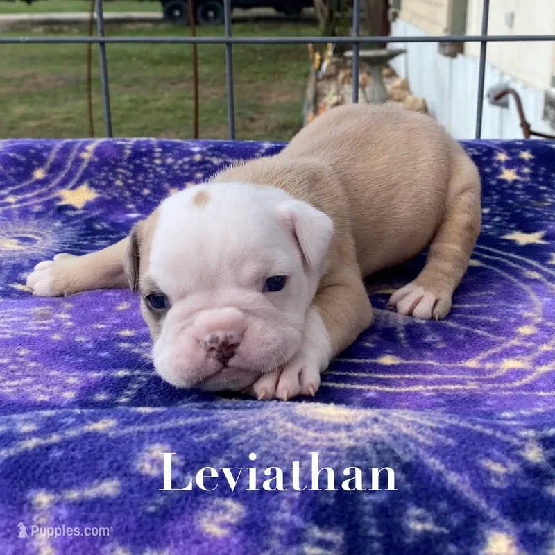 Leviathan  – Olde English Bulldogge puppy for sale in Seguin, TX