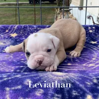 Leviathan , a male Olde English Bulldogge for sale in Seguin, TX – 1 of 4