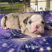 Kelpie, a female Olde English Bulldogge for sale in Seguin, TX – 1 of 3