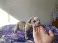 Kelpie, a female Olde English Bulldogge for sale in Seguin, TX – 3 of 3