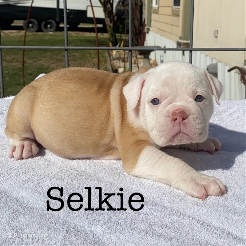 Selkie – Olde English Bulldogge puppy for sale in Seguin, TX
