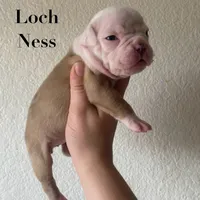 Loch Ness, a female Olde English Bulldogge for sale in Seguin, TX – 2 of 4