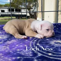 Loch Ness, a female Olde English Bulldogge for sale in Seguin, TX – 1 of 4