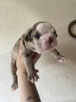 Kelpie, a female Olde English Bulldogge for sale in Seguin, TX – 2 of 3