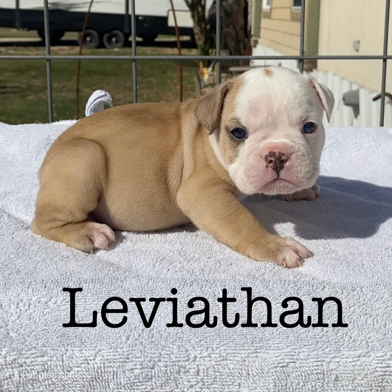 Leviathan  – Olde English Bulldogge puppy for sale in Seguin, TX