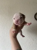 Loch Ness, a female Olde English Bulldogge for sale in Seguin, TX – 3 of 4