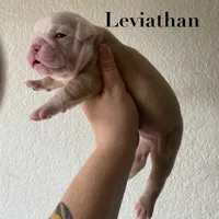 Leviathan , a male Olde English Bulldogge for sale in Seguin, TX – 2 of 4
