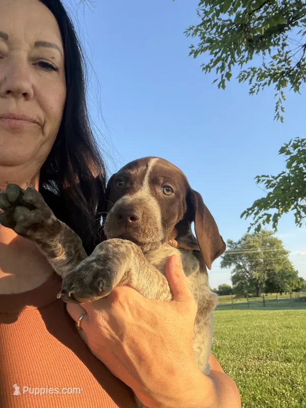 Gsp – German Shorthaired Pointer puppy for sale in Greenfield, OH