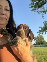 Gsp, a male German Shorthaired Pointer for sale in Greenfield, OH – 1 of 1