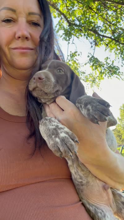 Gsp, a male German Shorthaired Pointer for sale in Greenfield, OH – 1 of 1