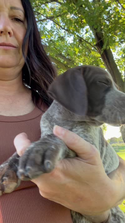 Gsp, a male German Shorthaired Pointer for sale in Greenfield, OH – 1 of 1