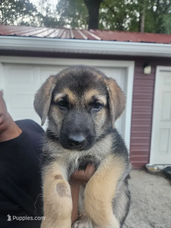 Blue Collar – German Shepherd Dog puppy for sale in Birmingham, AL