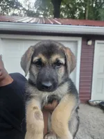 Blue Collar, a male German Shepherd Dog for sale in Birmingham, AL – 1 of 3