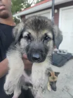 Black Collar, a male German Shepherd Dog for sale in Birmingham, AL – 2 of 3