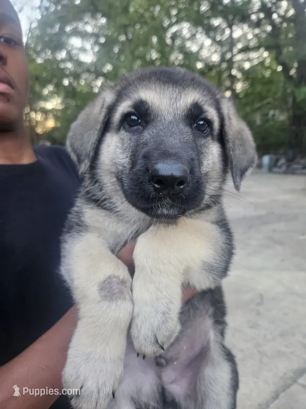 Yellow Collar – German Shepherd Dog puppy for sale in Birmingham, AL