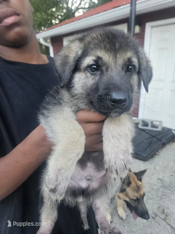 Black Collar – German Shepherd Dog puppy for sale in Birmingham, AL