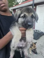 Black Collar, a male German Shepherd Dog for sale in Birmingham, AL – 1 of 3
