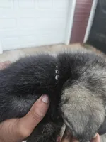 Black Collar, a male German Shepherd Dog for sale in Birmingham, AL – 3 of 3