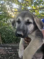 Pink Collar, a female German Shepherd Dog for sale in Birmingham, AL – 2 of 5