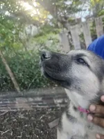Pink Collar, a female German Shepherd Dog for sale in Birmingham, AL – 4 of 5