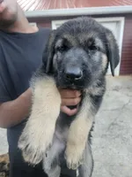 Green Collar, a male German Shepherd Dog for sale in Birmingham, AL – 2 of 3