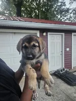 Blue Collar, a male German Shepherd Dog for sale in Birmingham, AL – 2 of 3