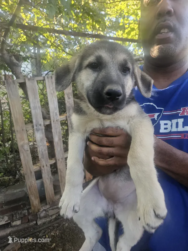 Pink Collar, a female German Shepherd Dog for sale in Birmingham, AL – 1 of 5