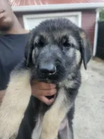 Green Collar, a male German Shepherd Dog for sale in Birmingham, AL – 1 of 3