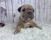 London, a male French Bulldog for sale in Hillsboro, OH – 3 of 8