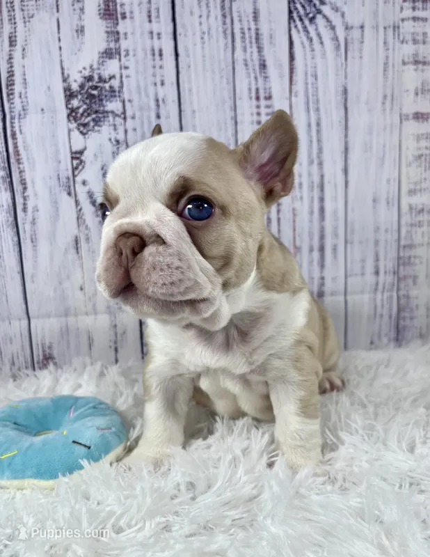 Rome – French Bulldog puppy for sale in Hillsboro, OH