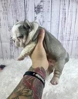 Tahiti, a female French Bulldog for sale in Hillsboro, OH – 8 of 9