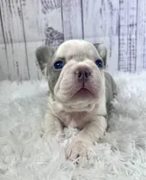 Tahiti, a female French Bulldog for sale in Hillsboro, OH – 1 of 9