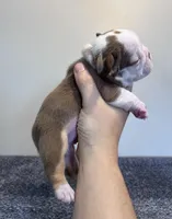 Italy, a female French Bulldog for sale in Hillsboro, OH – 4 of 8