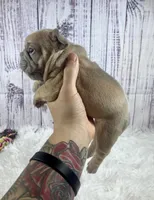 London, a male French Bulldog for sale in Hillsboro, OH – 2 of 8