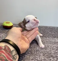 Italy, a female French Bulldog for sale in Hillsboro, OH – 2 of 8