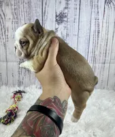 Brazil, a female French Bulldog for sale in Hillsboro, OH – 6 of 9