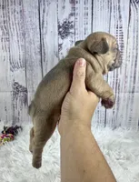 London, a male French Bulldog for sale in Hillsboro, OH – 4 of 8