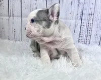Tahiti, a female French Bulldog for sale in Hillsboro, OH – 7 of 9