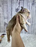 Brazil, a female French Bulldog for sale in Hillsboro, OH – 5 of 9