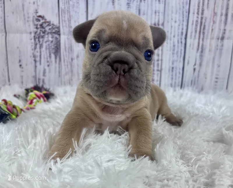 London – French Bulldog puppy for sale in Hillsboro, OH