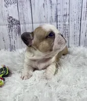 Brazil, a female French Bulldog for sale in Hillsboro, OH – 3 of 9