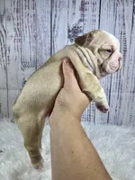 Rome, a male French Bulldog for sale in Hillsboro, OH – 2 of 8