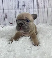 London, a male French Bulldog for sale in Hillsboro, OH – 6 of 8