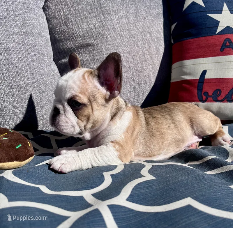 Brazil – French Bulldog puppy for sale in Hillsboro, OH