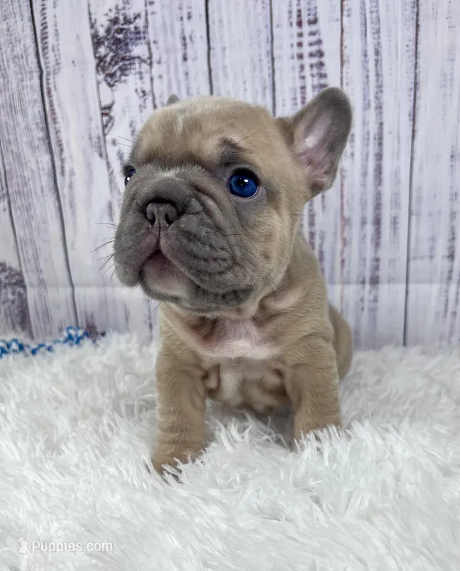 London – French Bulldog puppy for sale in Hillsboro, OH