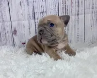 London, a male French Bulldog for sale in Hillsboro, OH – 5 of 8