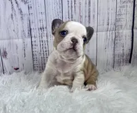 Brazil, a female French Bulldog for sale in Hillsboro, OH – 7 of 9
