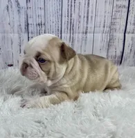 Rome, a male French Bulldog for sale in Hillsboro, OH – 7 of 8
